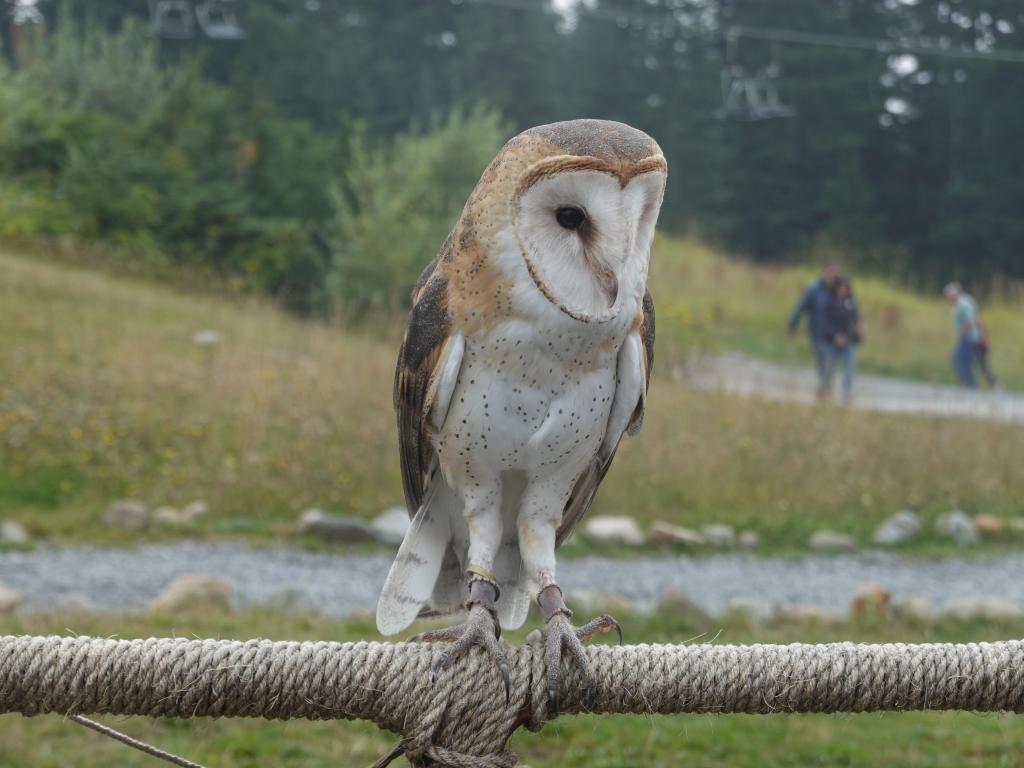 265 - 20190921 Vancouver Grouse Mountain