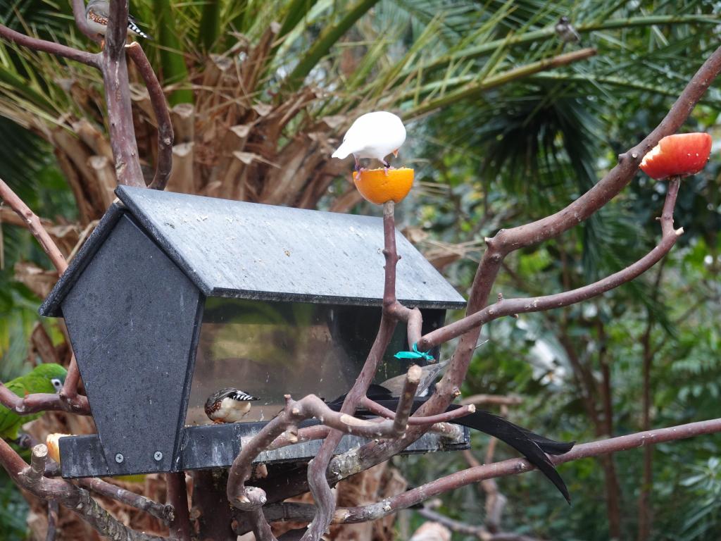 503 - 20190921 Vancouver Bloedel Conservatory