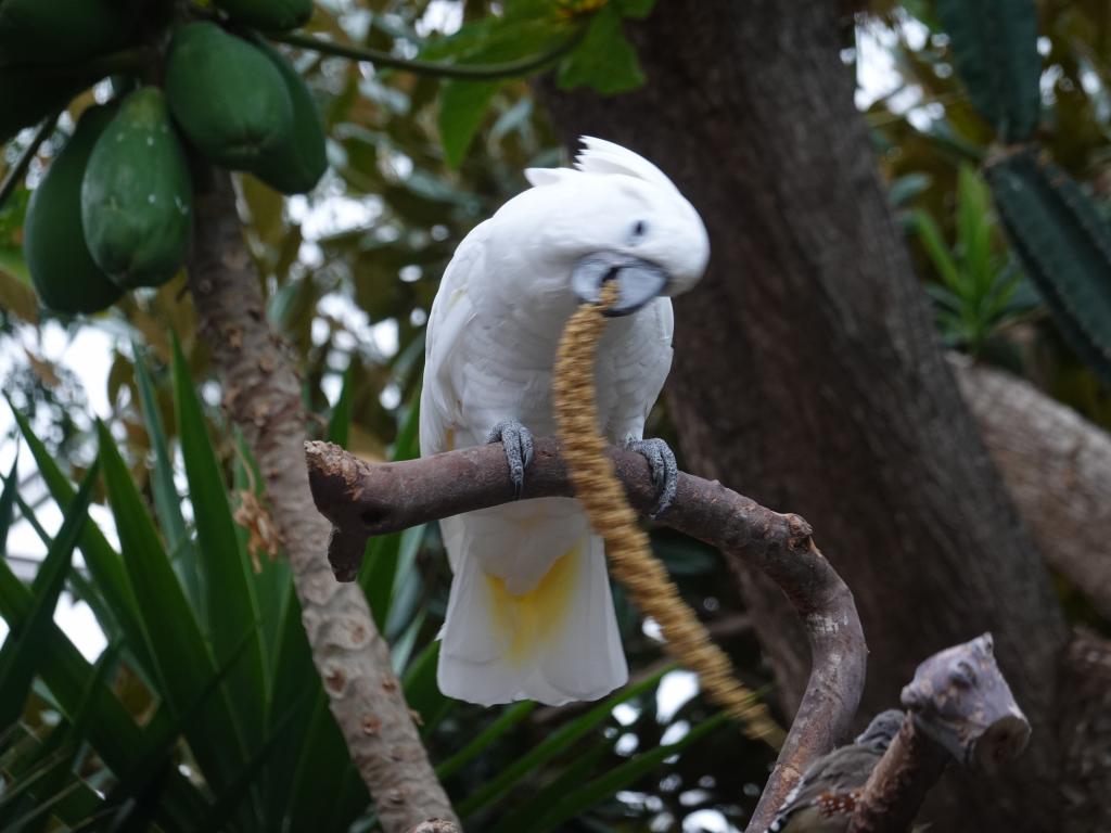 504 - 20190921 Vancouver Bloedel Conservatory