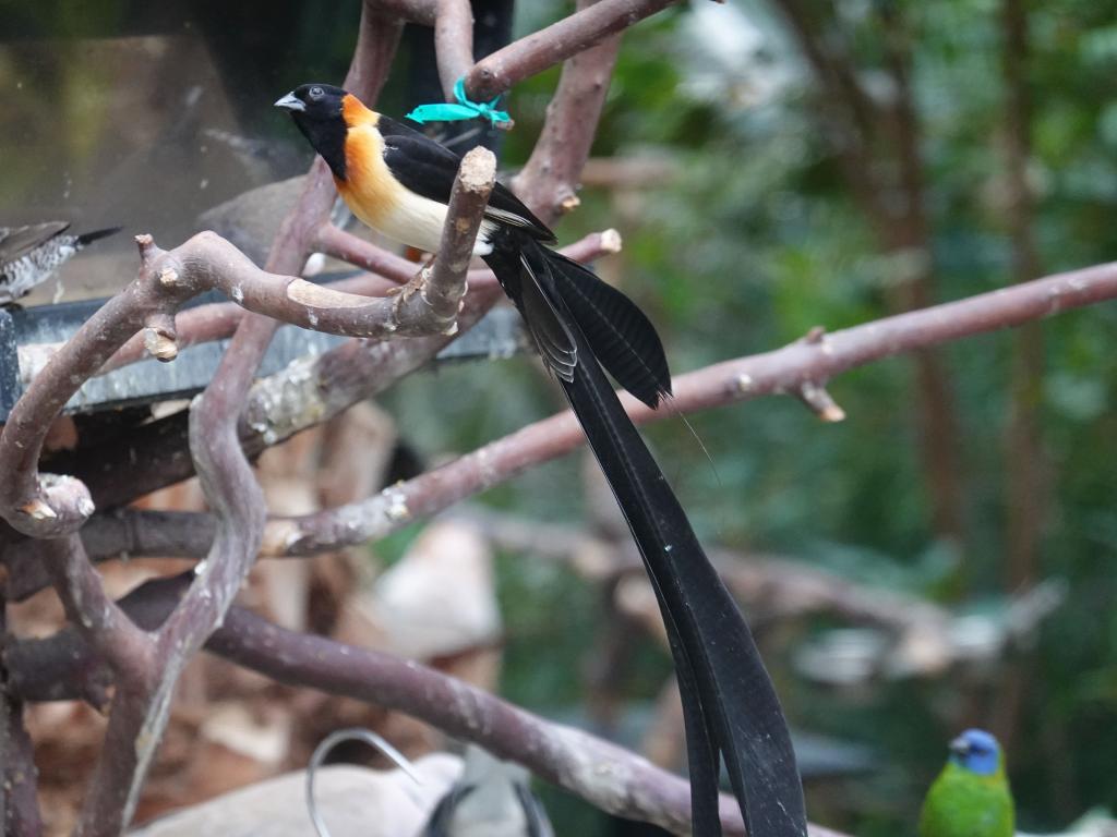 505 - 20190921 Vancouver Bloedel Conservatory