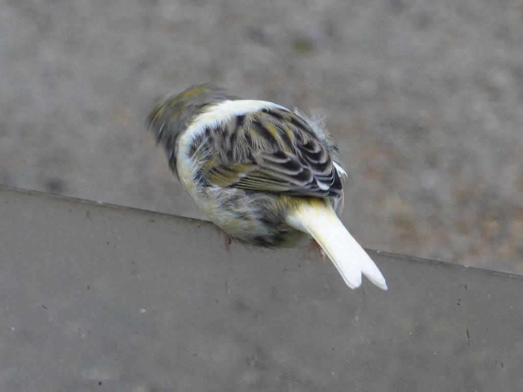 508 - 20190921 Vancouver Bloedel Conservatory