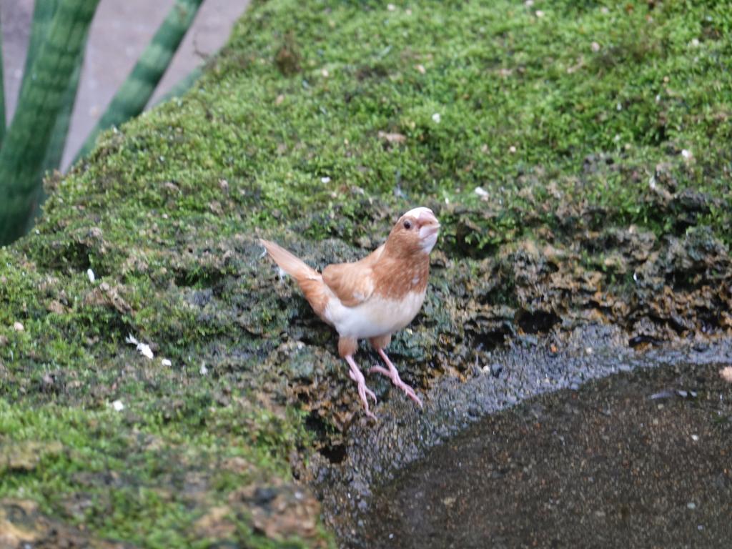 509 - 20190921 Vancouver Bloedel Conservatory