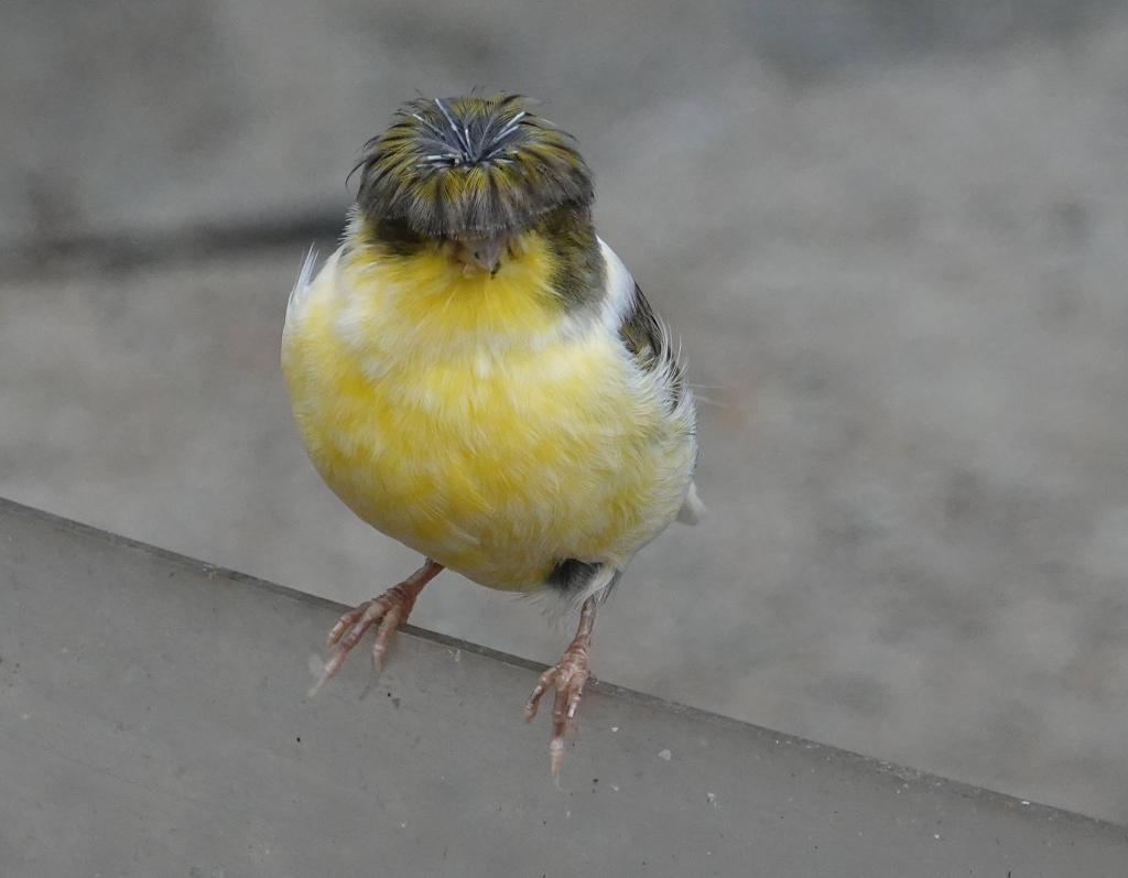 511 - 20190921 Vancouver Bloedel Conservatory