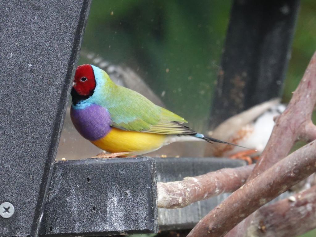 513 - 20190921 Vancouver Bloedel Conservatory