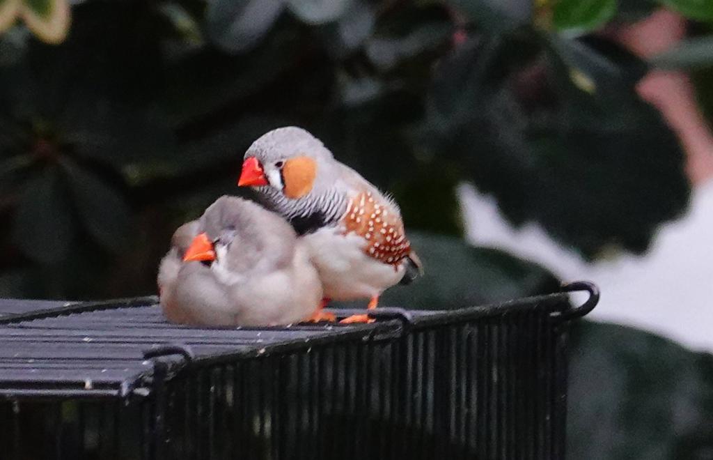 515 - 20190921 Vancouver Bloedel Conservatory