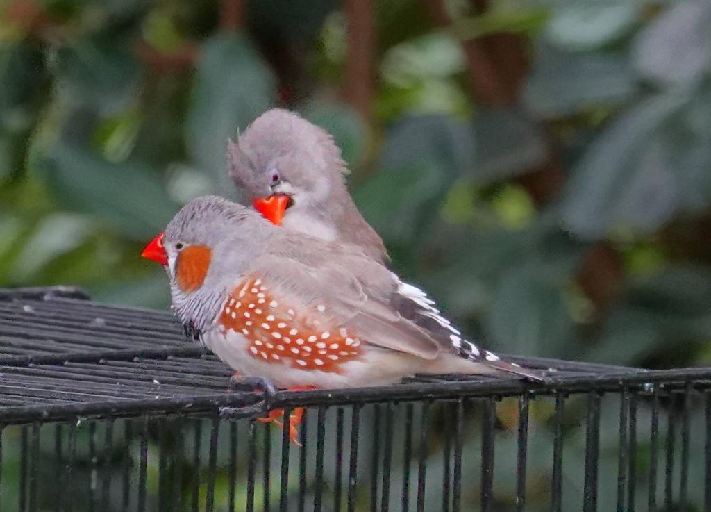 516 - 20190921 Vancouver Bloedel Conservatory