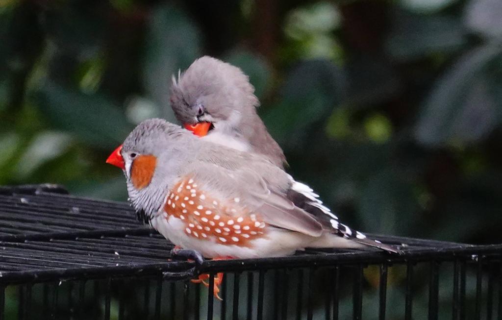 517 - 20190921 Vancouver Bloedel Conservatory