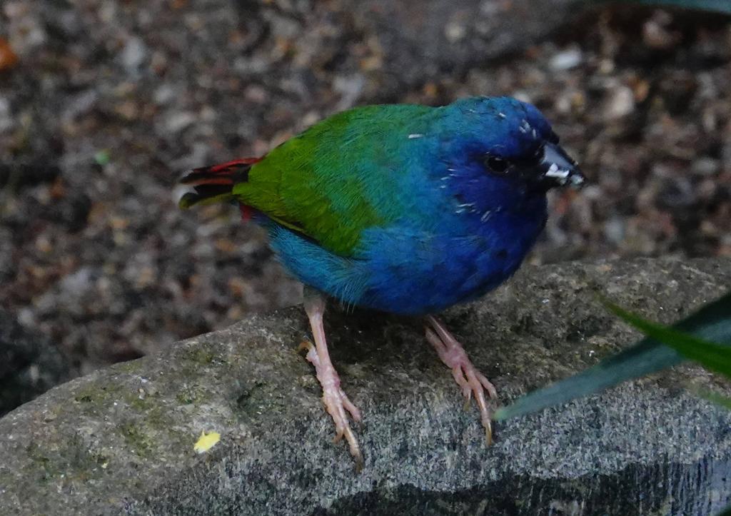 521 - 20190921 Vancouver Bloedel Conservatory