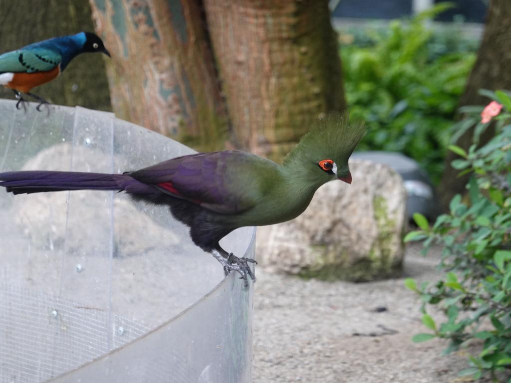 526 - 20190921 Vancouver Bloedel Conservatory