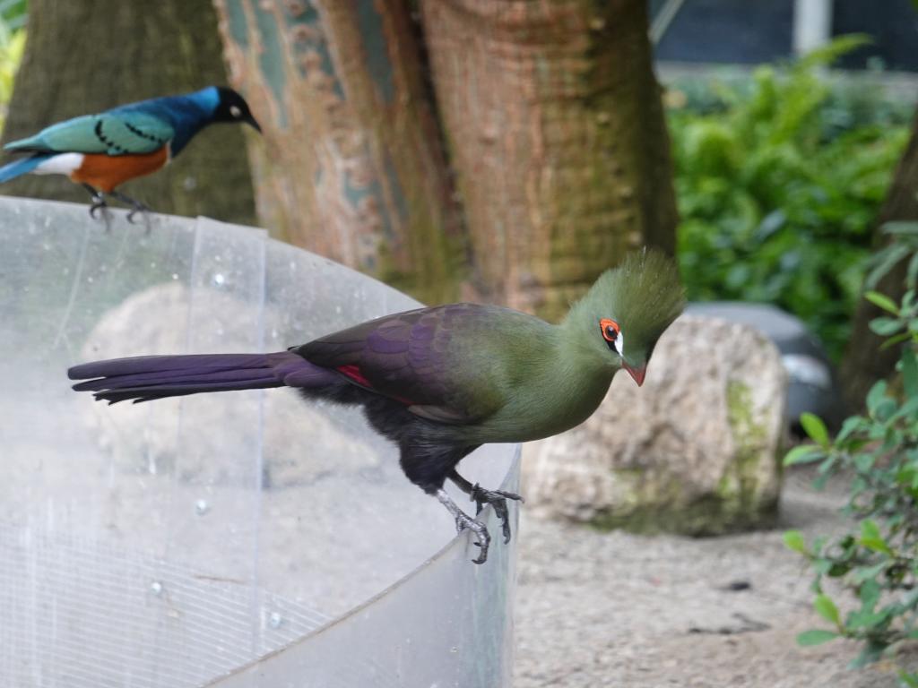 527 - 20190921 Vancouver Bloedel Conservatory