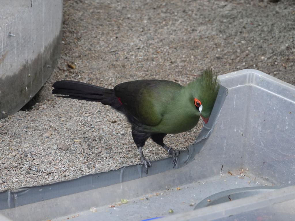 528 - 20190921 Vancouver Bloedel Conservatory