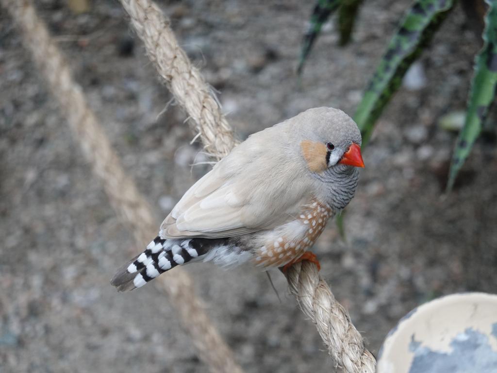 529 - 20190921 Vancouver Bloedel Conservatory