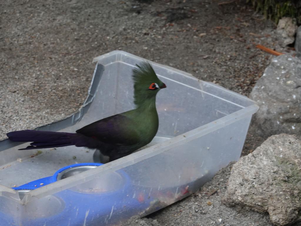 531 - 20190921 Vancouver Bloedel Conservatory