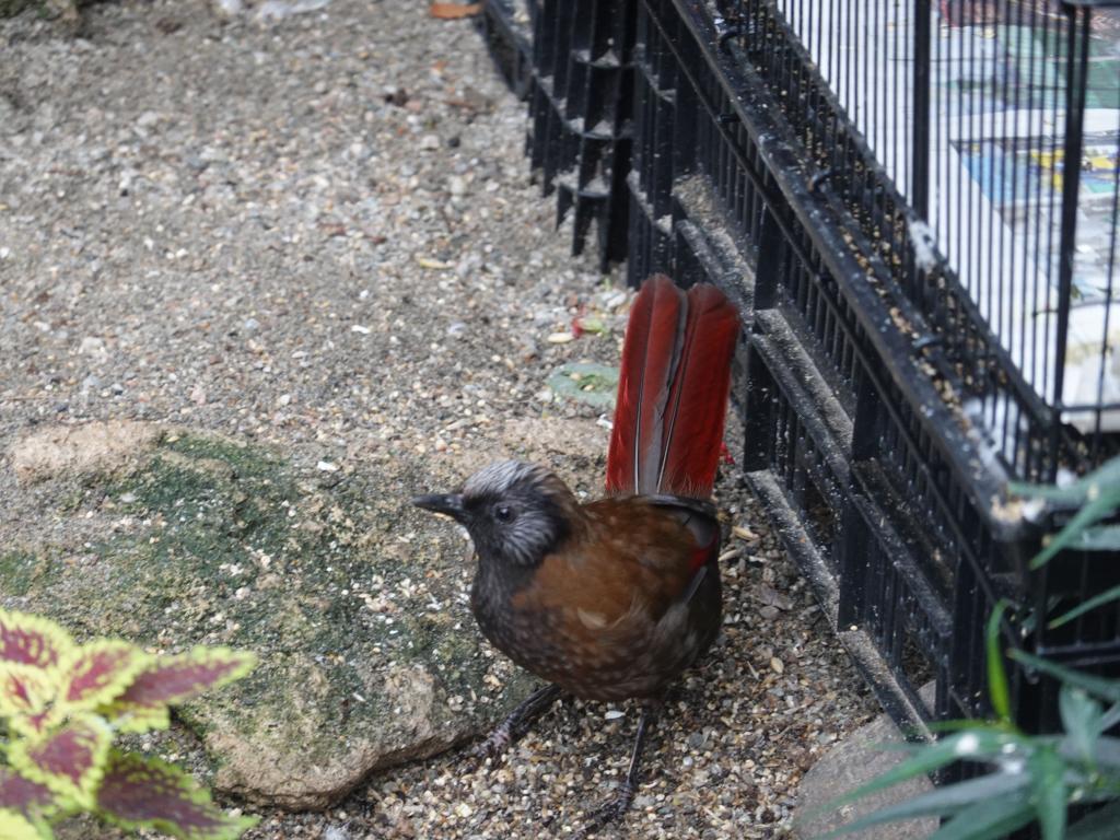 532 - 20190921 Vancouver Bloedel Conservatory