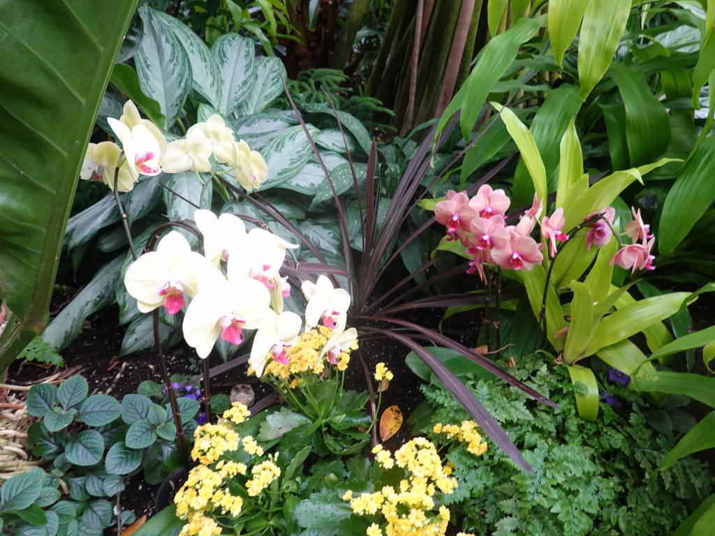 533 - 20190921 Vancouver Bloedel Conservatory