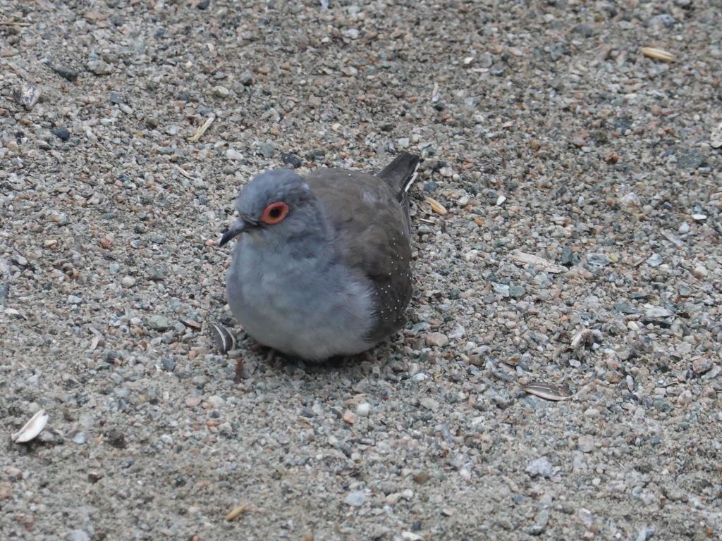 536 - 20190921 Vancouver Bloedel Conservatory