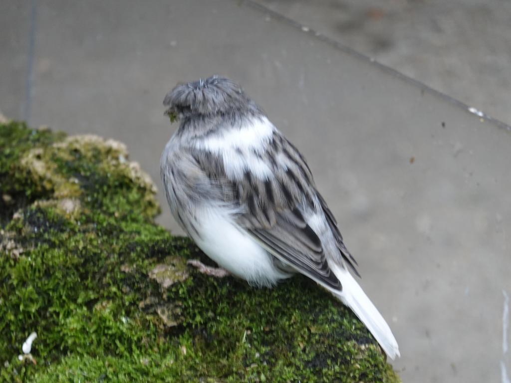 537 - 20190921 Vancouver Bloedel Conservatory