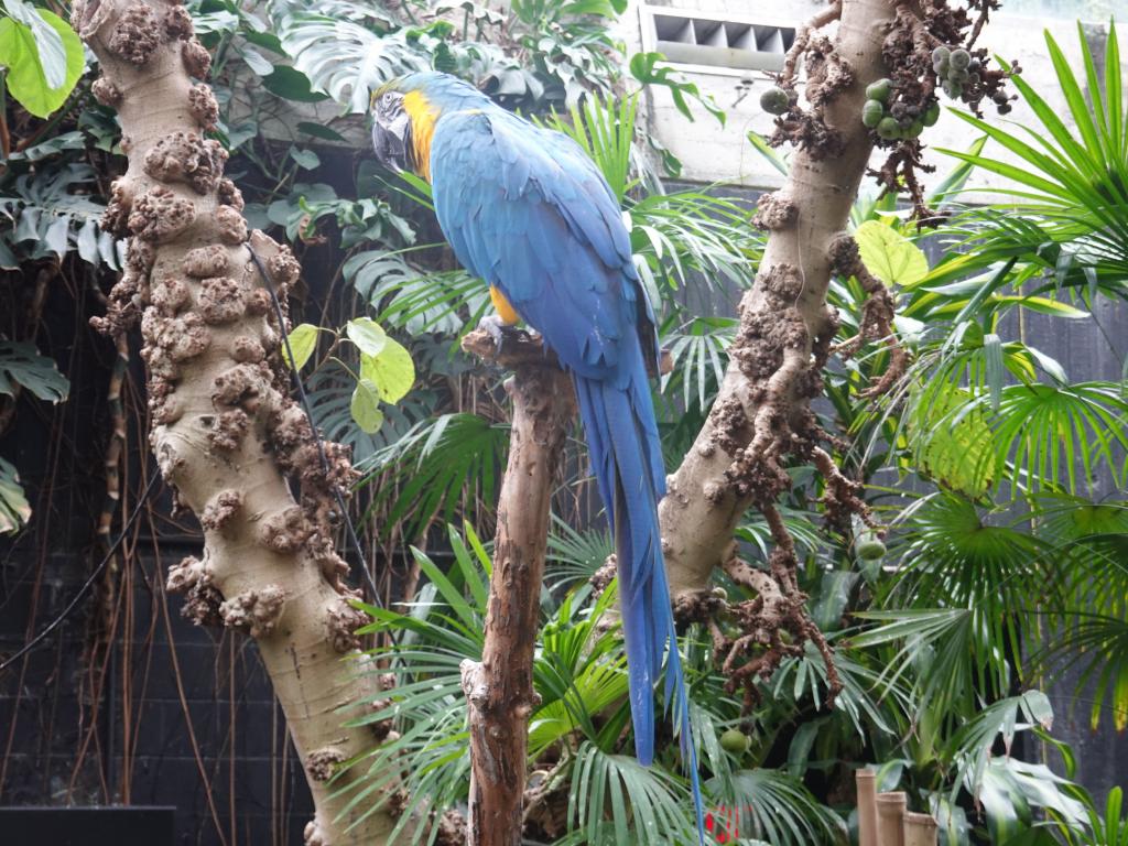 539 - 20190921 Vancouver Bloedel Conservatory