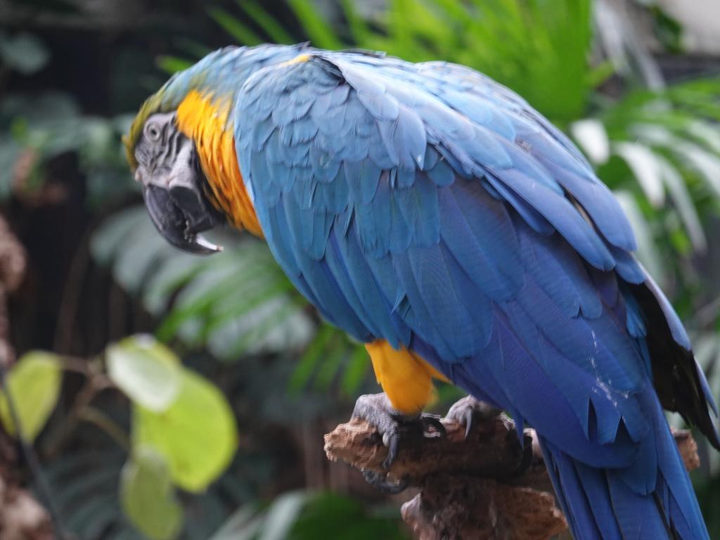 540 - 20190921 Vancouver Bloedel Conservatory