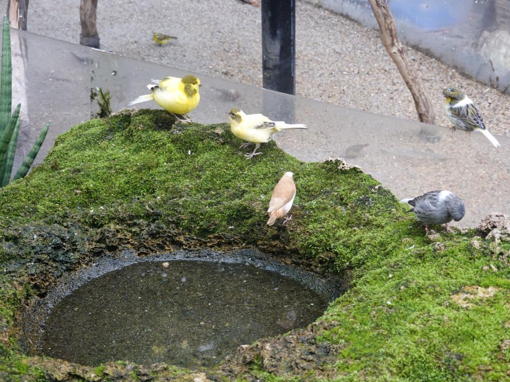 547 - 20190921 Vancouver Bloedel Conservatory