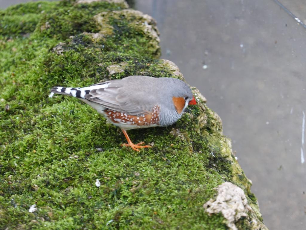 551 - 20190921 Vancouver Bloedel Conservatory