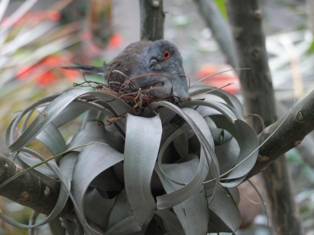 553 - 20190921 Vancouver Bloedel Conservatory