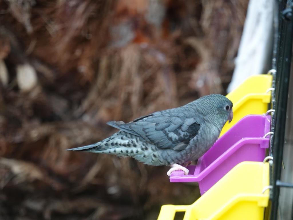 555 - 20190921 Vancouver Bloedel Conservatory