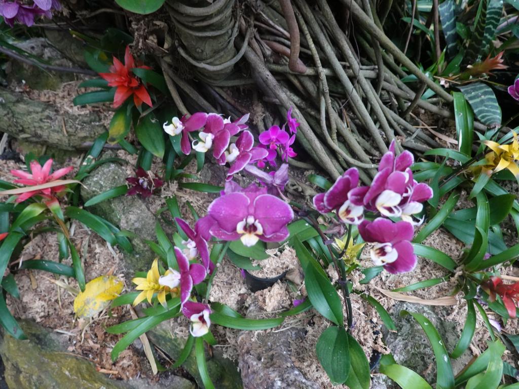 558 - 20190921 Vancouver Bloedel Conservatory