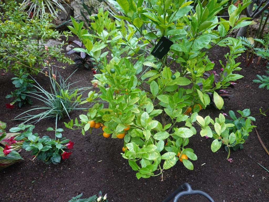 561 - 20190921 Vancouver Bloedel Conservatory