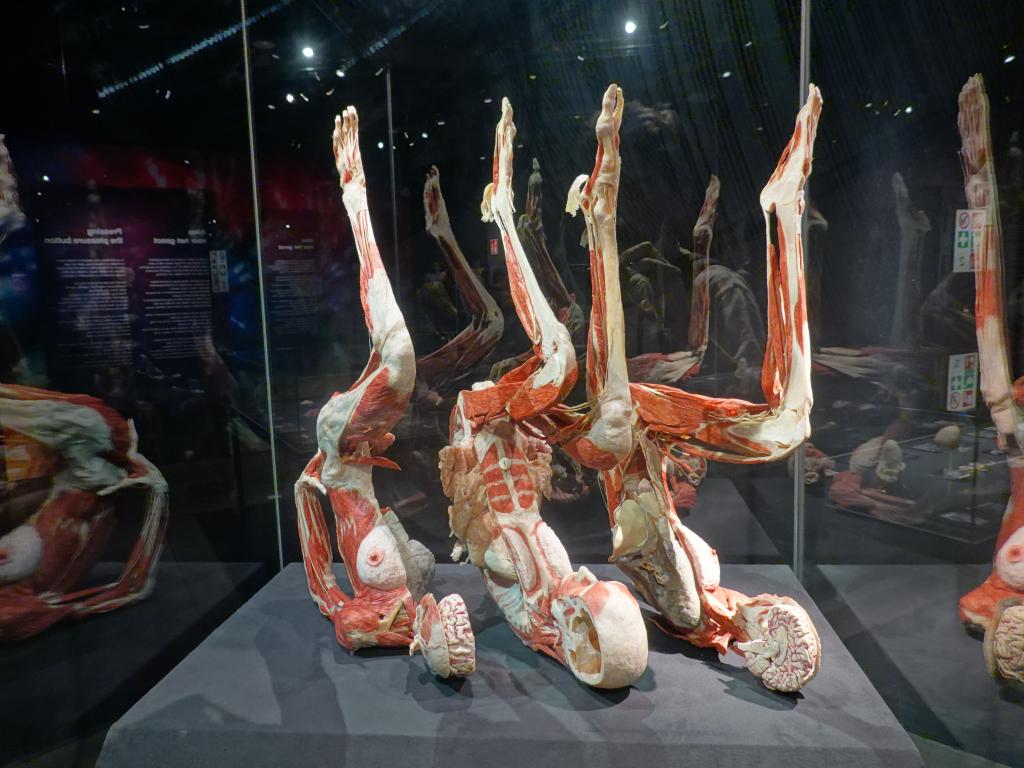 228 - 20191016 Amsterdam Body World