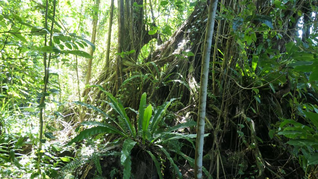 459 - Peleliu Land Tour