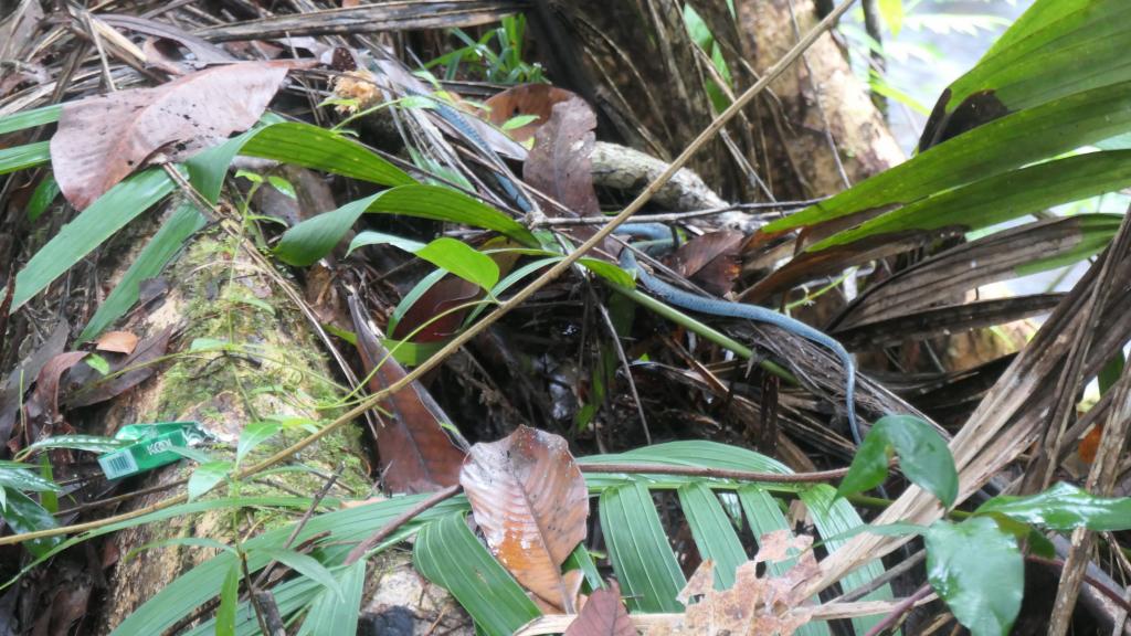 553 - 20191118 Palau Cultural Tour