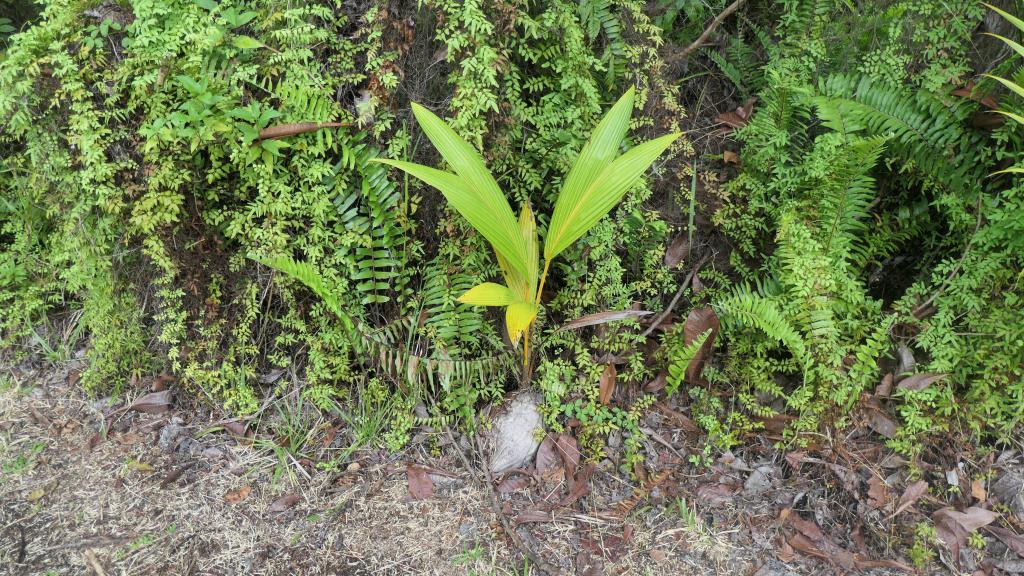 569 - 20191118 Palau Cultural Tour