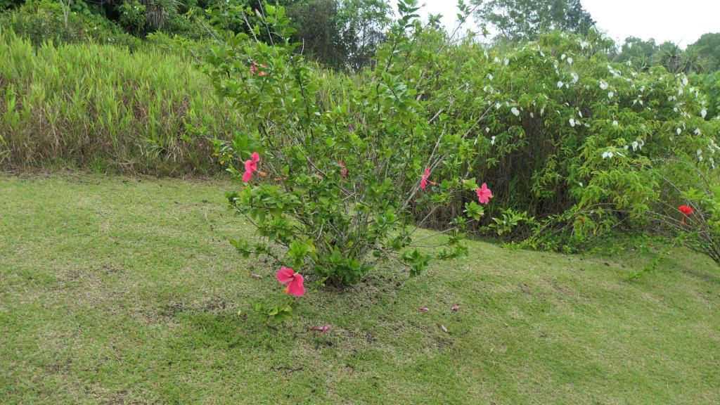 570 - 20191118 Palau Cultural Tour