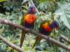 218 - 20200111 Springbrook NP