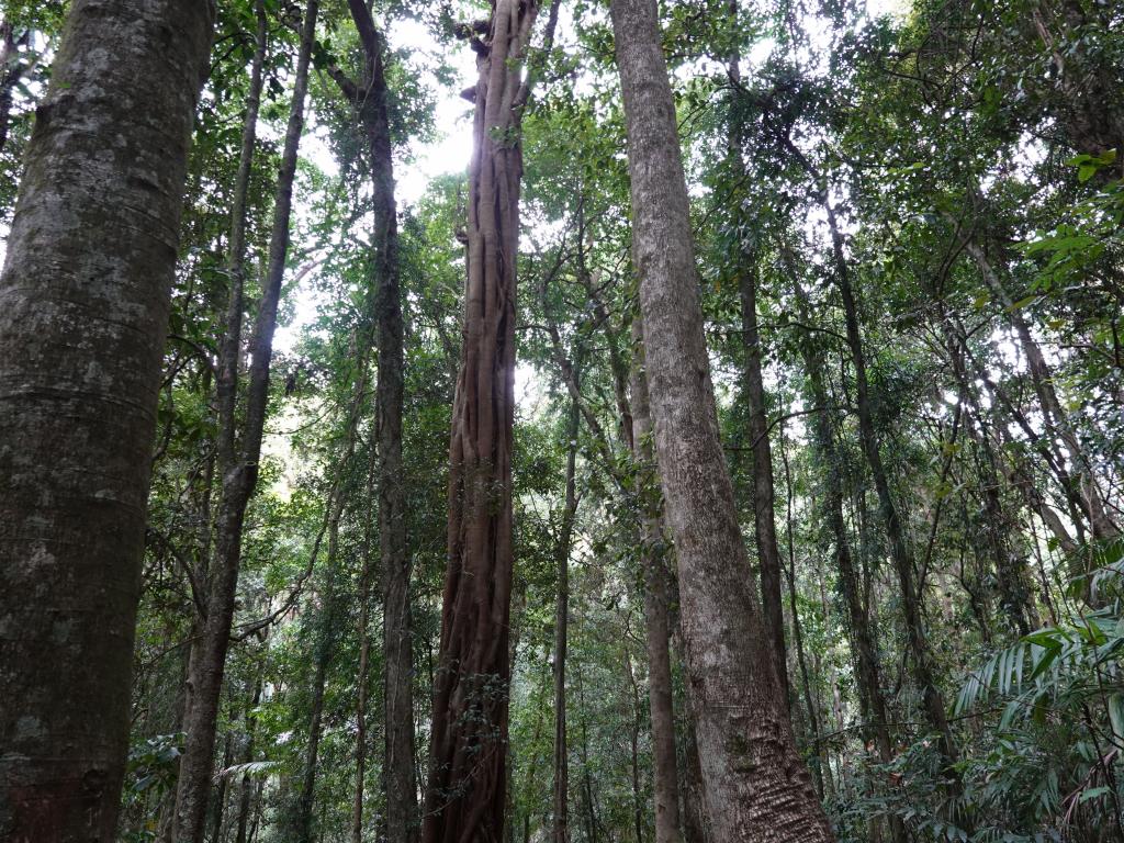 201 - 20200111 Springbrook NP