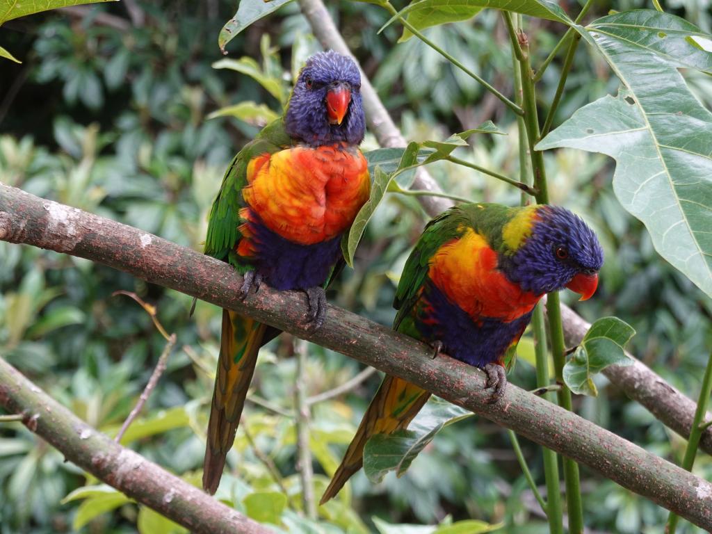 218 - 20200111 Springbrook NP