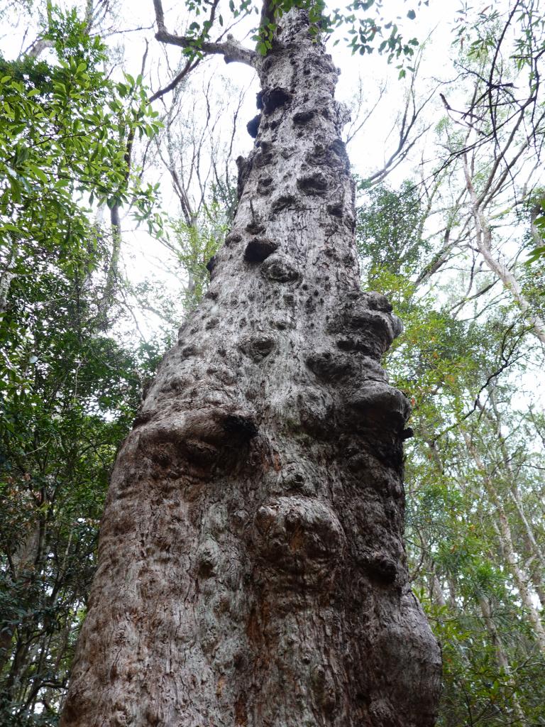 242 - 20200111 Springbrook NP