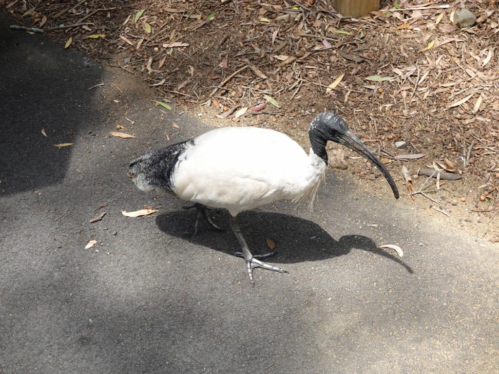 145 - 20200111 Currumbin Wildlife Sanctuary