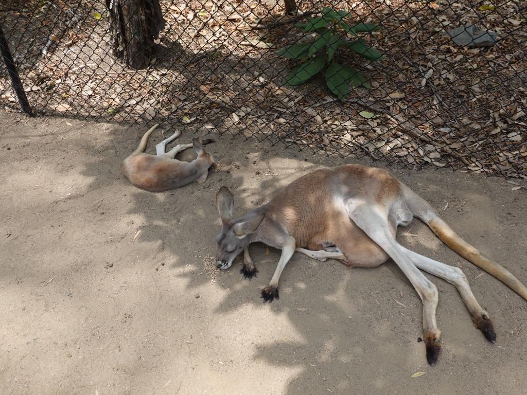 158 - 20200111 Currumbin Wildlife Sanctuary