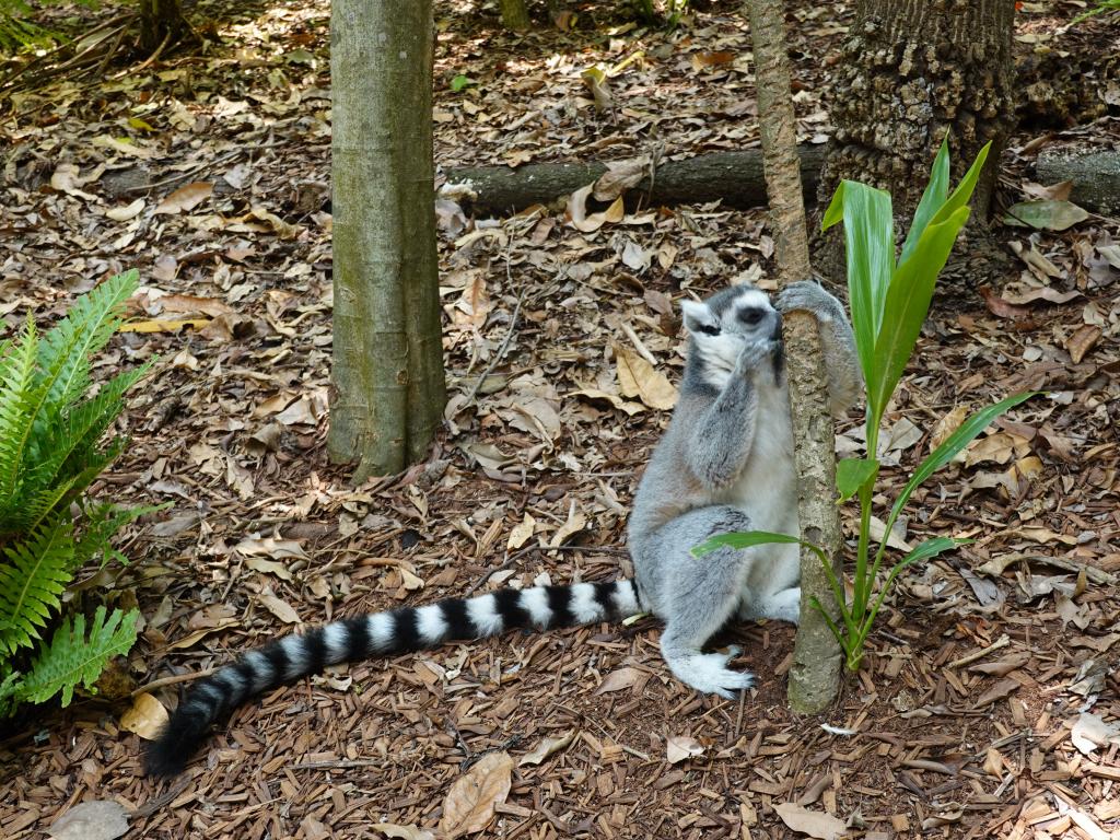 174 - 20200111 Currumbin Wildlife Sanctuary