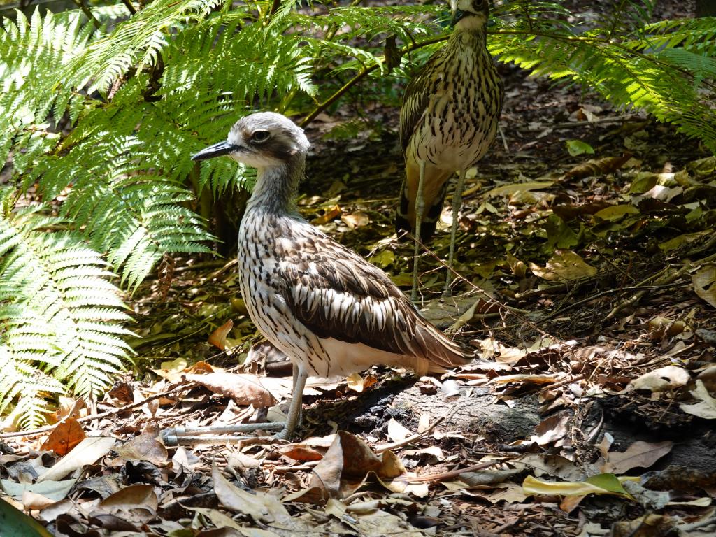 176 - 20200111 Currumbin Wildlife Sanctuary