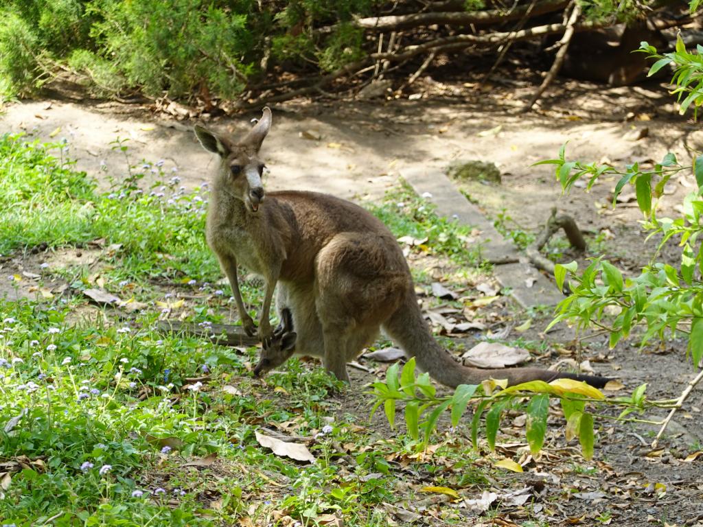 183 - 20200111 Currumbin Wildlife Sanctuary