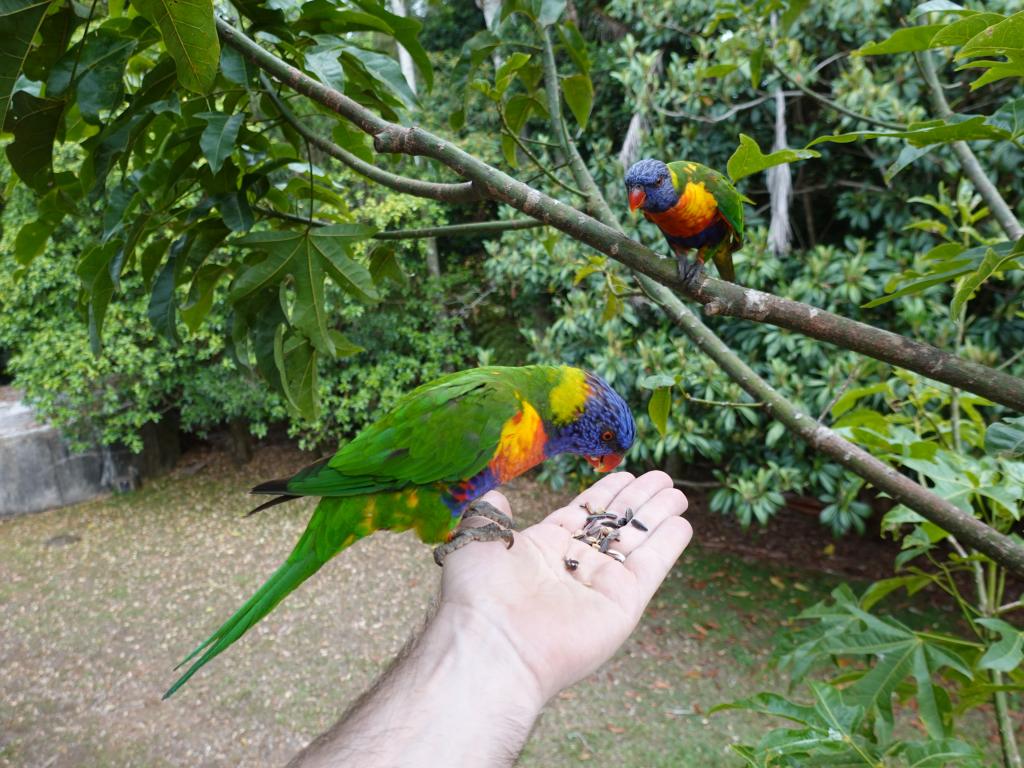 219 - 20200111 Springbrook NP