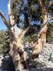 8119 - 20200929 Great Basin Wheeler Peak