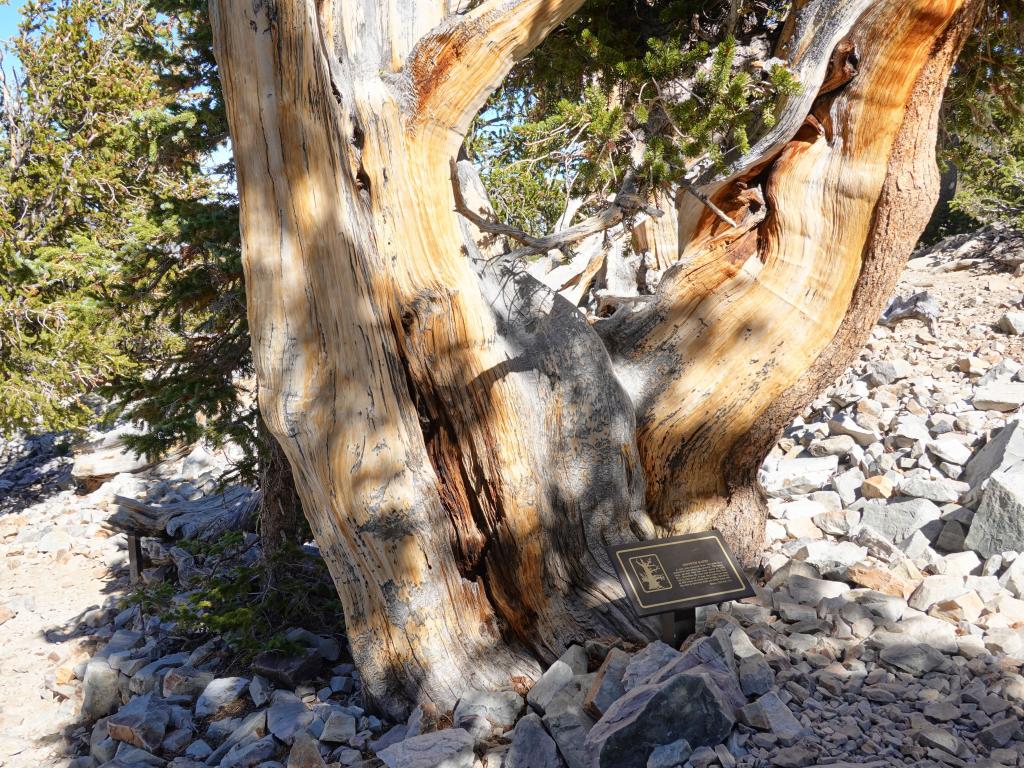 8120 - 20200929 Great Basin Wheeler Peak