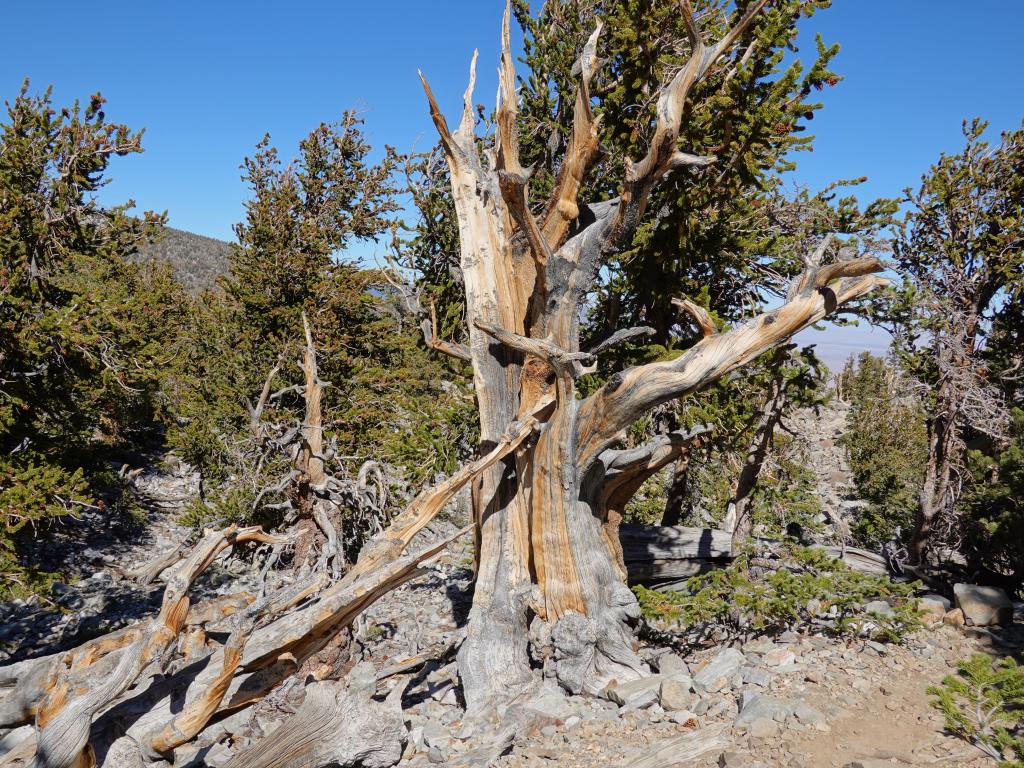 8121 - 20200929 Great Basin Wheeler Peak