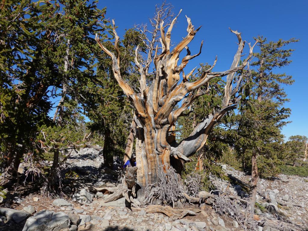 8123 - 20200929 Great Basin Wheeler Peak