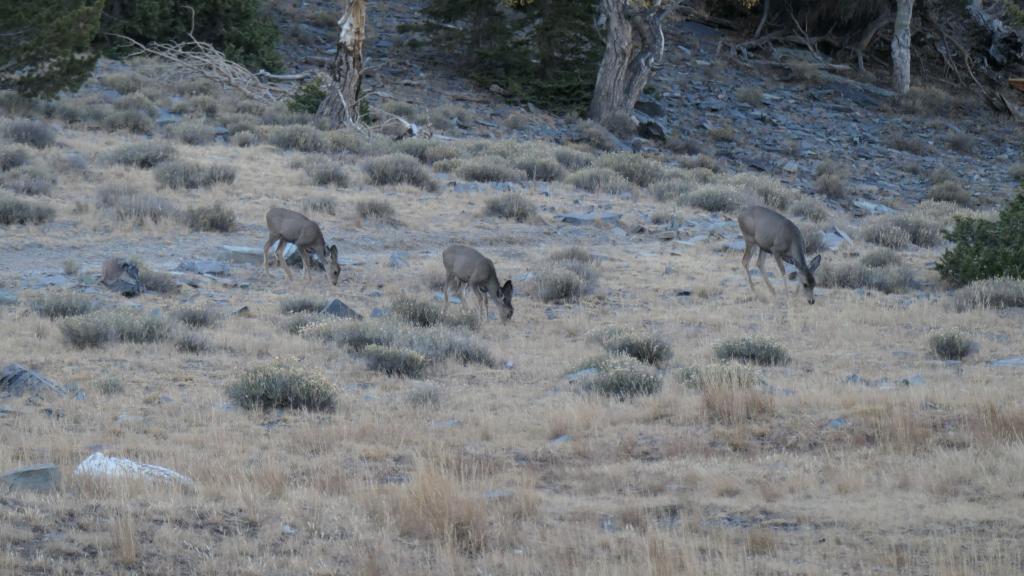 8153 - 20200929 Great Basin Wheeler Peak