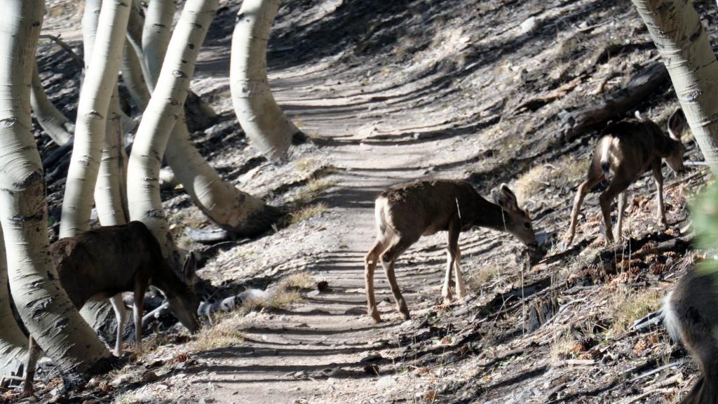 8186 - 20200929 Great Basin Wheeler Peak